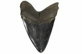 Serrated, Upper Megalodon Tooth - Nice Enamel #125931-2
